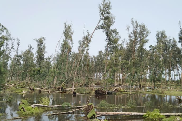 Jhau forest of Digha beach is destroyed