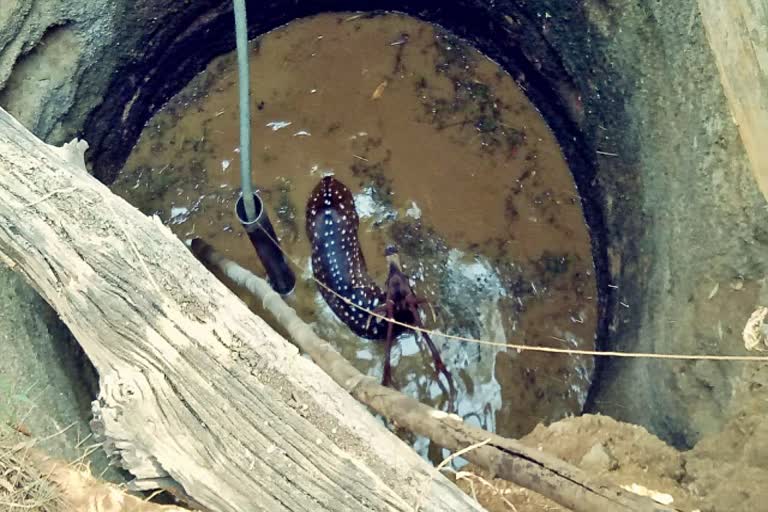 Deer dropped in the well