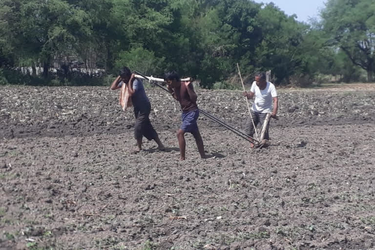 farmer plowed his sons in plow when the ox fell ill in chhindwara