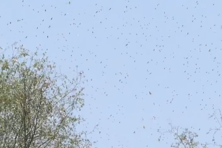 टिड्डी ने फसलों को पहुंचाया नुकसान, Locust caused damage to crops