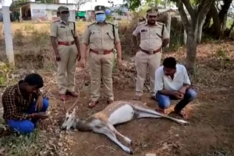 Two people arrested for killing deer at krishna dist