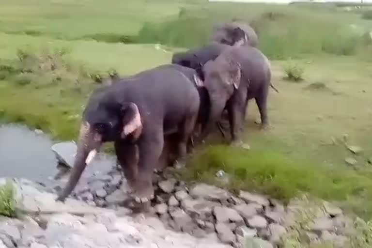 Elephants that terrorize farmers at vijayanagaram district