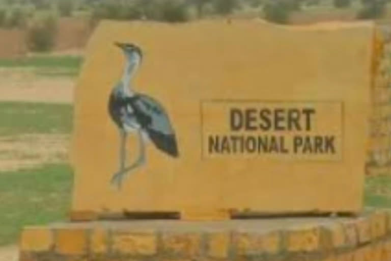 chicks born in Desert National Park, डेजर्ट नेशनल पार्क में चूजों का जन्म