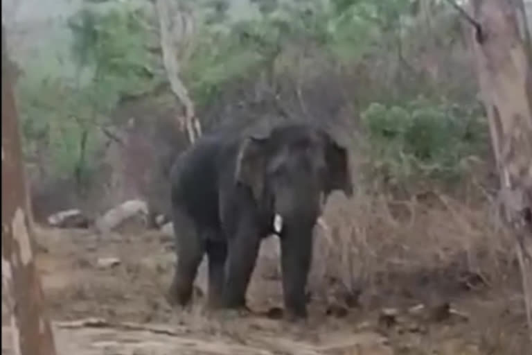 Officers  blocked national highway elephants