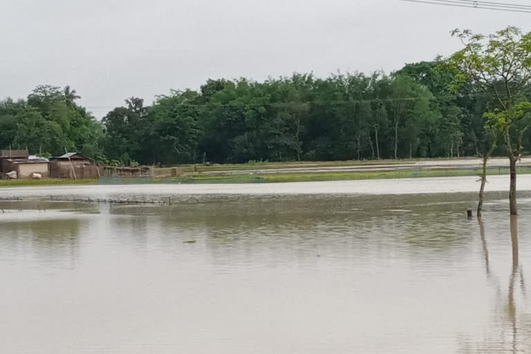 Hundreds of hectares of agricultural land in Rangapara affected by flood