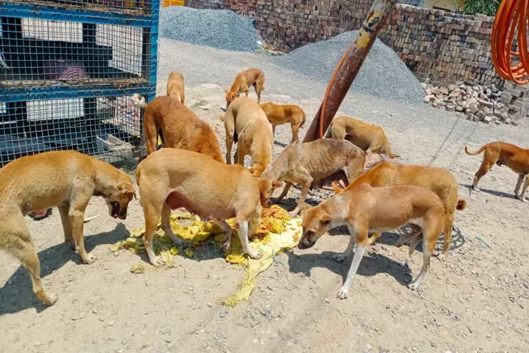 वाराणसी न्यूज