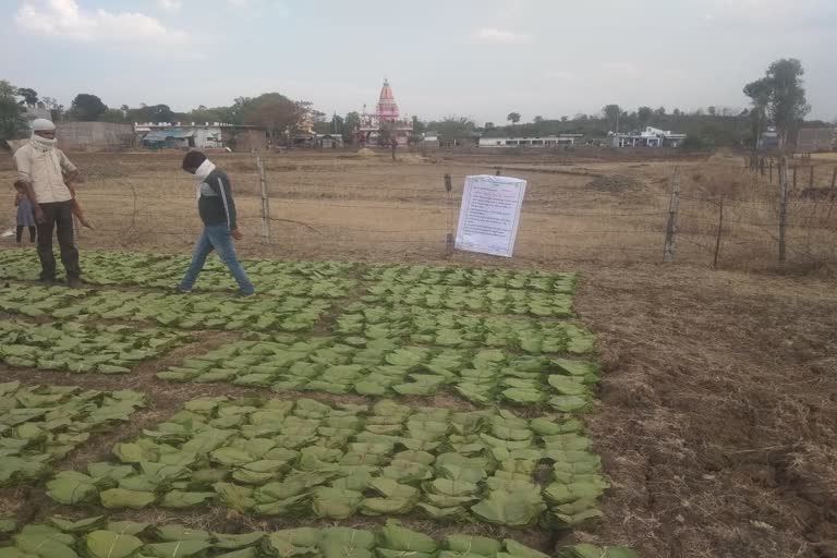 Tendu leaf collection running in Silwani