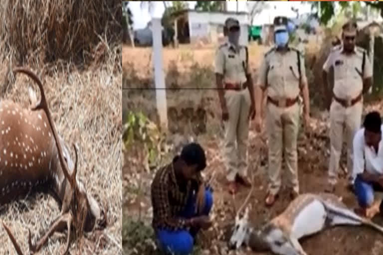 Case filed against killers of a dotted deer