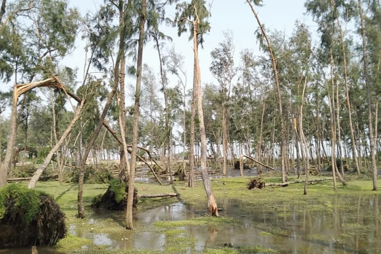 Jhau forest of digha