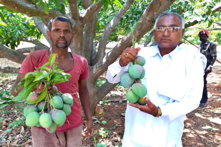 malavalli-natural-mango-grower-achievement