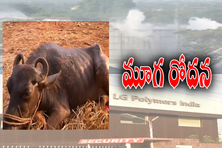 gas leak affect on buffalo