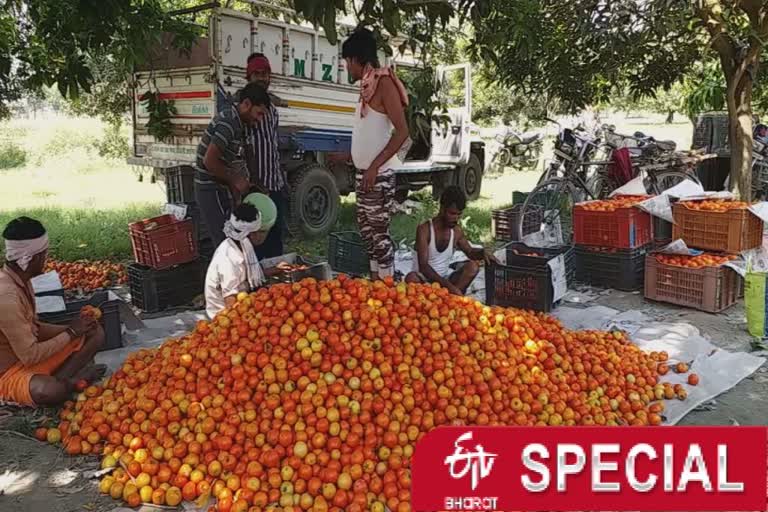 Tomato farmer