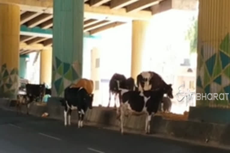 Bidadi cattles walk on empty roads without any fear in Bangalore