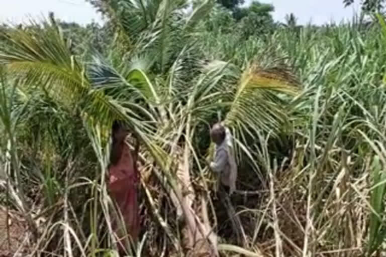 ಮಂಡ್ಯದಲ್ಲಿ ಕೆಳಗೆ ಬಿದ್ದ ತೆಂಗಿನ ಮರಗಳು, Coconut trees fell down by storm in mandya