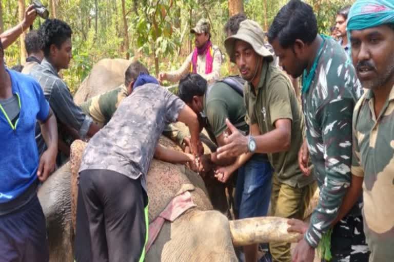 forest department team tranquilize elephant in korba