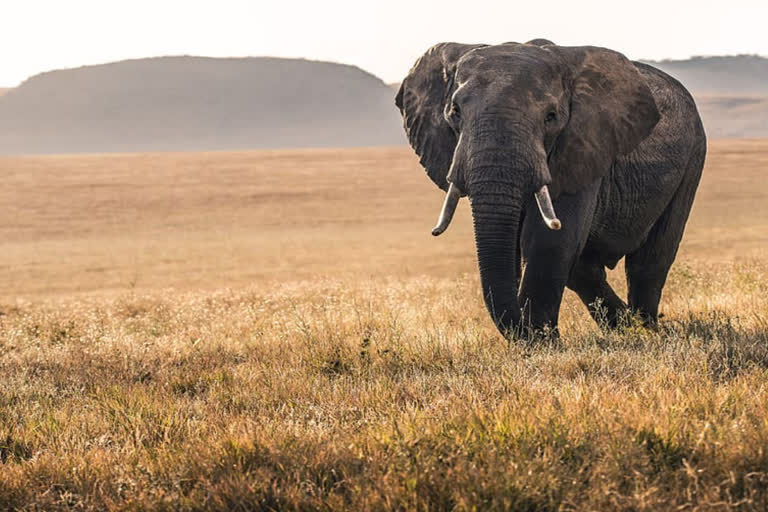 Wildlife impressed with mischievous antics