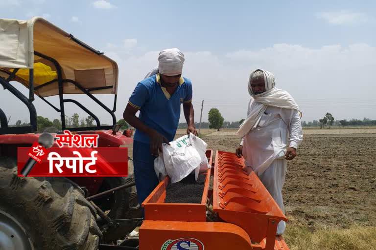 Gohana Farmers transplanting paddy