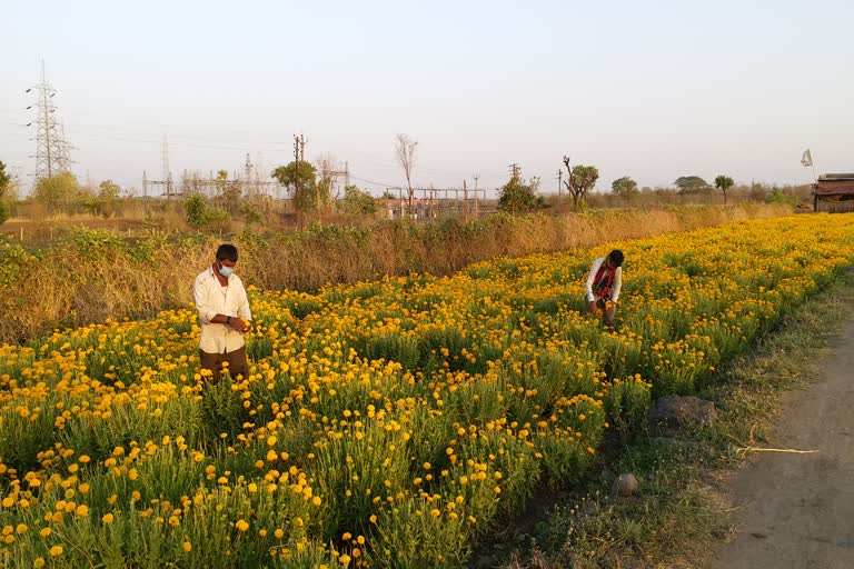 Farmers in flower fields