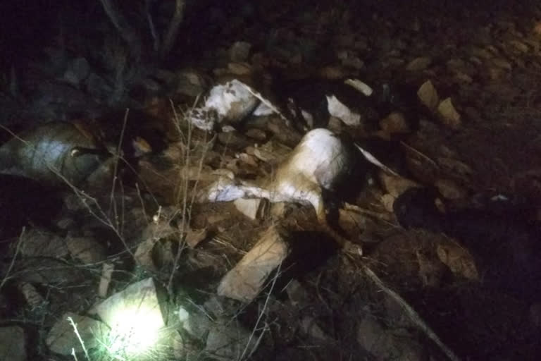 goats die in prakasam dst racharla mandal