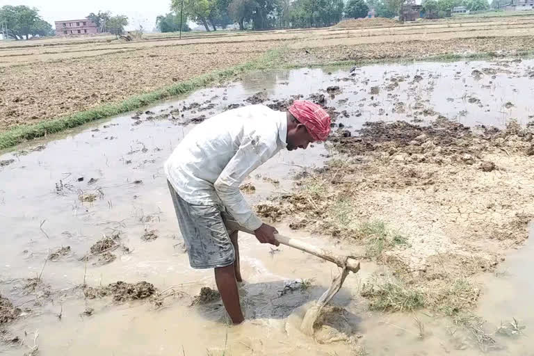 खेतों में काम करता किसान