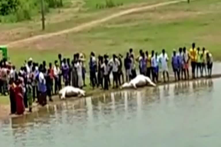 Two oxen died fell down in lake in Shikaripura