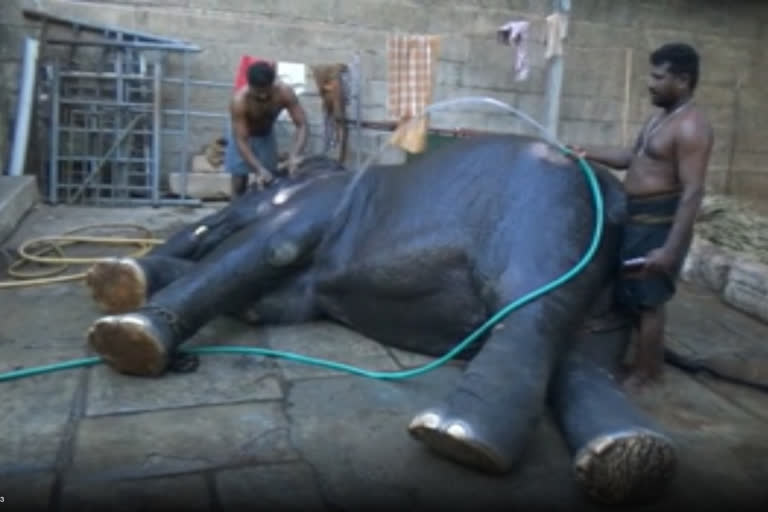 Madurai Temple Elephant