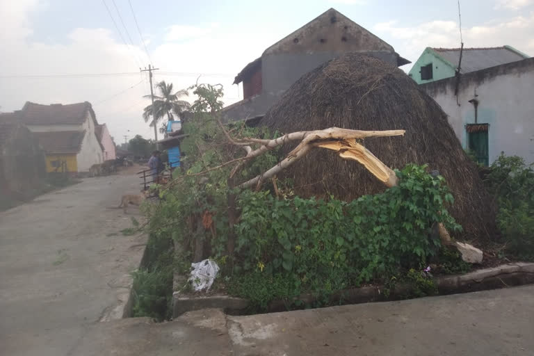 A tree falls on house and injures old man in mysore