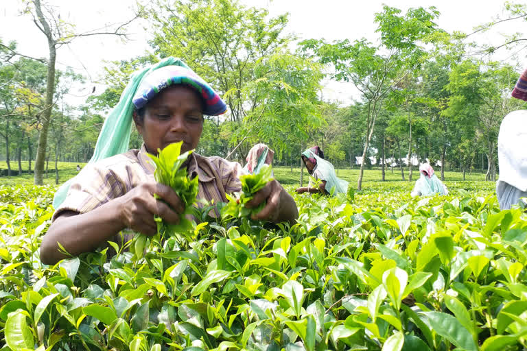 tea industry in North Bengal