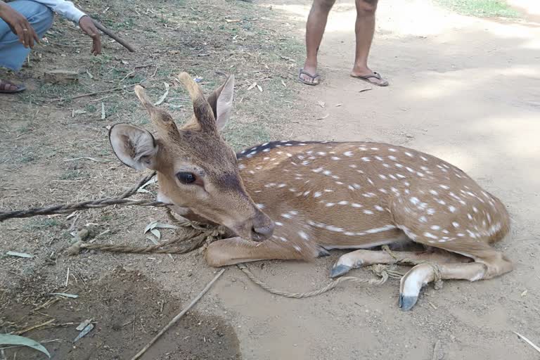 Chital reached village in search of water