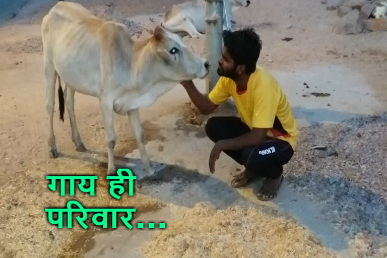 Raviraj helped cow