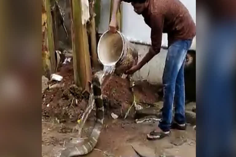 king cobra bathing video viral in social media