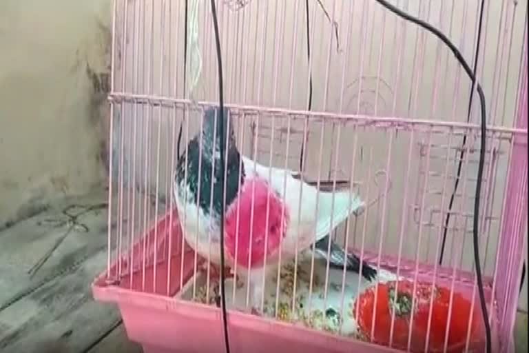 Suspected 'spy' pigeon from Pakistan