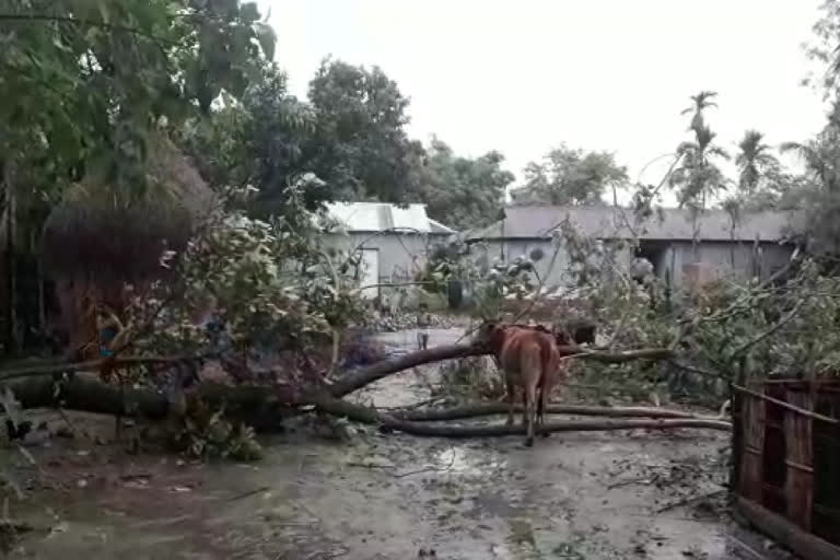 কয়েক মিনিটের ঝড়ে লণ্ডভণ্ড তুফানগঞ্জের দিপরপাড় এলাকা