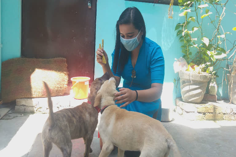 dehradun stray dogs