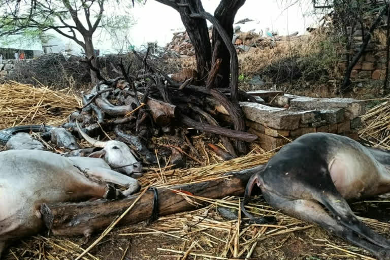 పిడుగుపాటుకు మృతి చెందిన ఎద్దులు