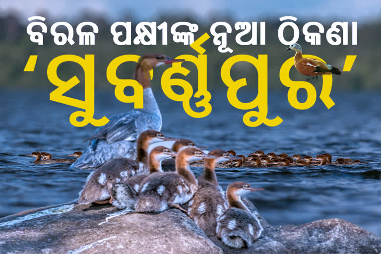 birds new place subarnapur, subarnapur latest news, migratory birds in sbarnapur, migratory birds, ସୁବର୍ଣ୍ଣପୁରରେ ପକ୍ଷୀଙ୍କ ଆଗମନ, ସୁବର୍ଣ୍ଣପୁର ଲାଟେଷ୍ଟ ନ୍ୟୁଜ୍‌, ସୁବର୍ଣ୍ଣପୁରରେ ବିଦେଶାଗତ ପକ୍ଷୀ, ବିଦେଶାଗତ ପକ୍ଷୀ