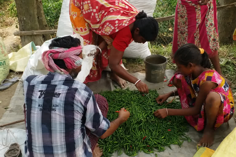 chilli-farmers-in-north-dinajpur-are-at-a-great-loss-due-to-lockdown