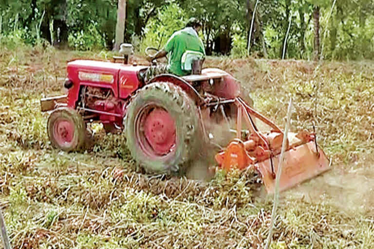 tomato farers facing problems