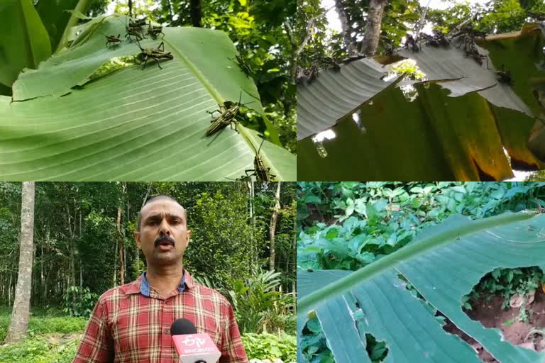 വയനാട്ടിലെ പുൽപ്പള്ളി locust attack wayanadu news wayanadu pulpalli locust attck locust attack kerala news വെട്ടുകിളി ശല്യം വ്യാപകം വയനാട്ടില്‍ വെട്ടുകിളി ശല്യം