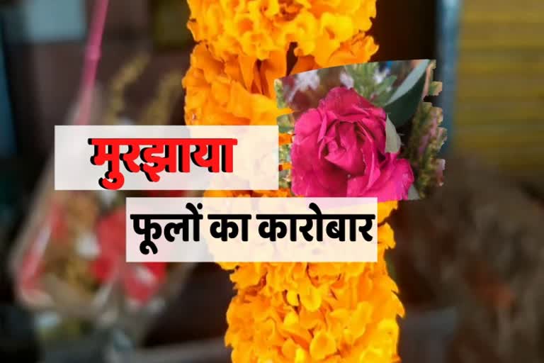 flower farmers facing loss in bilaspur