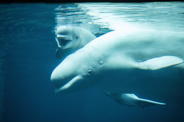 Beluga whale calf swims alongside its mother in a tank at the Georgia Aquarium in Atlanta.