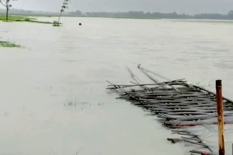 Ranganadi and Kakoi river flood effected several areas of Lakhimpur