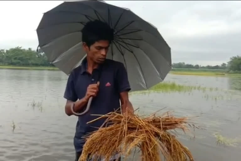 flood effected kokorajhar agriculture sector