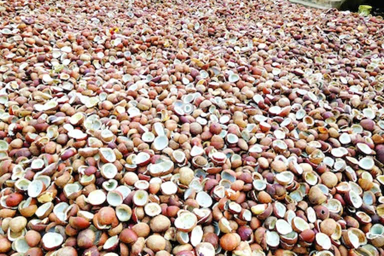 coconut market started in east godavari dst ambajipeta