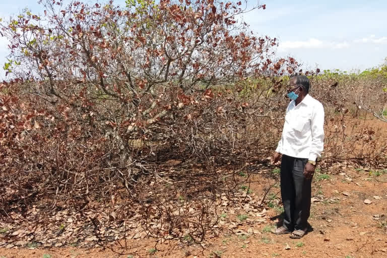 4 acre cashew crops bured because of old dispute of land