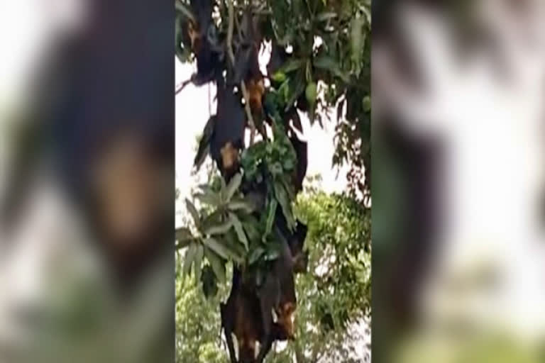 Dead bats create panic in Gorakhpur's Belghat area