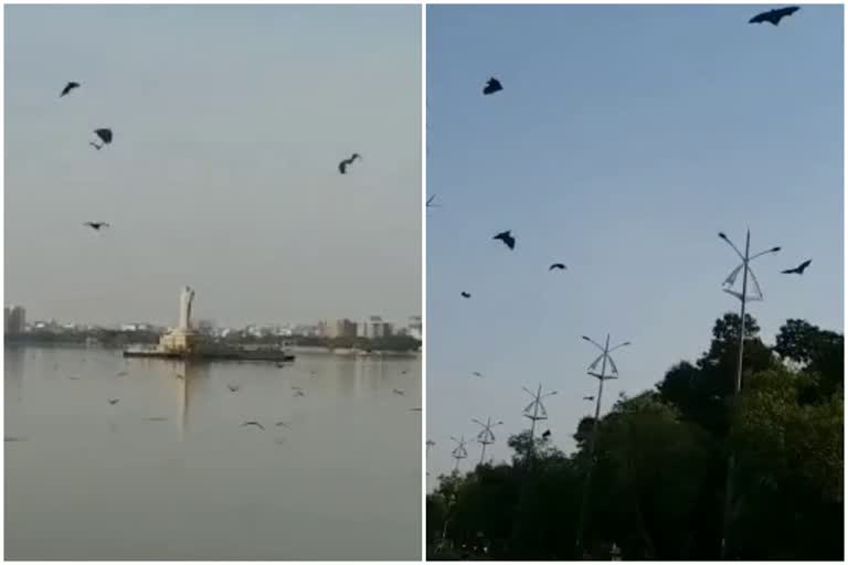 fluttering bats due to heavy sunshine in hyderabad city