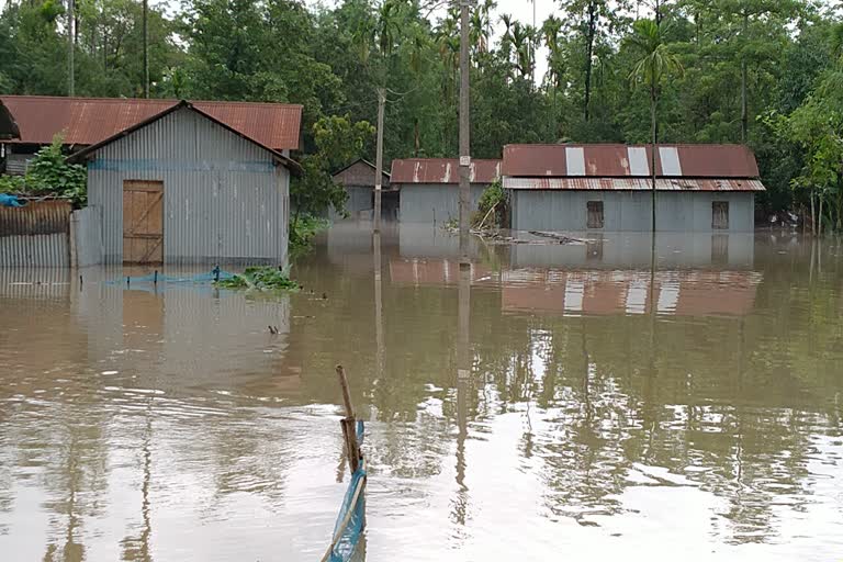 বৰপেটাৰ সৰ্থেবাৰীত বানৰ তাণ্ডৱ