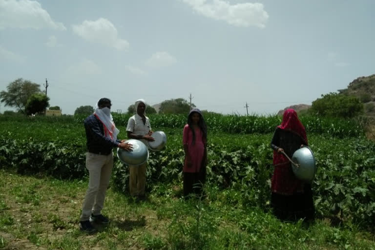 हिण्डौन सिटी में टिड्डी अटैक, locust attack in hindaun city