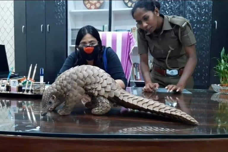 Pangolin rescued from quarantine centre in Odisha to be tested for COVID19